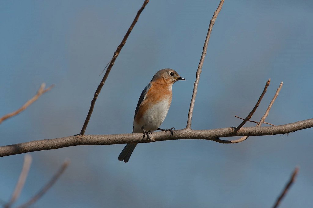 Eastern Bluebird female.jpg